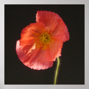 Poster Copie mate - fleur haute étroite