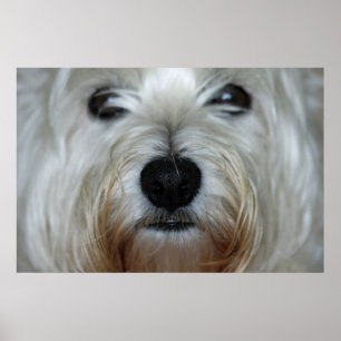 Poster Copie mignonne de toile de Westie