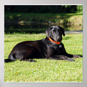 Poster Copie noire de laboratoire