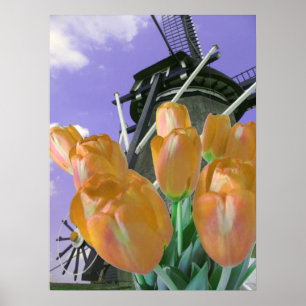 Poster Copie orange d'affiche de moulin à vent de tulipe
