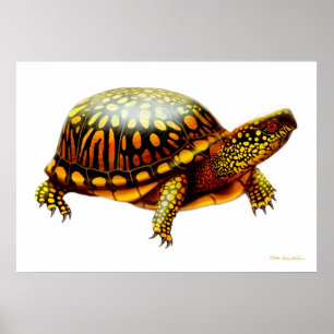 Poster Copie orientale de tortue de boîte