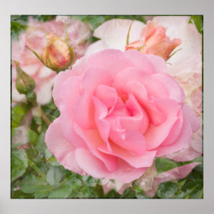 Poster Copie parfumée de rose de nuage
