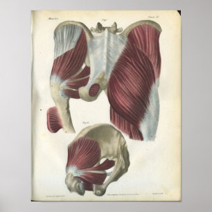 Poster Copie pelvienne et de hanche de muscles d'anatomie