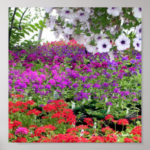 Poster Copie pourpre de profusion de fleur