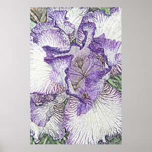 Poster Copie pourpre et blanche de toile de fleur d'iris