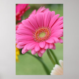 Poster Copie rose d'affiche de marguerite de Gerbera