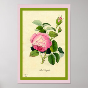 Poster Copie rose de rose de chou de la beauté 1828 d'art