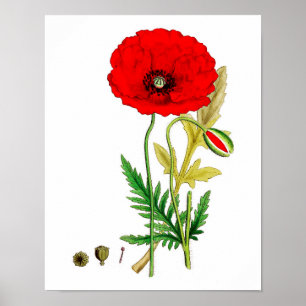 Poster Copie rouge #8 d'affiche de fleur de pavot