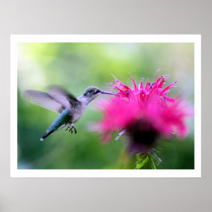 Poster Copie "rouge" de photographie de colibri
