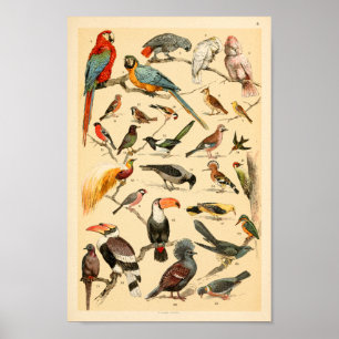 Poster Copie sauvage de Tucan de perroquets de collection