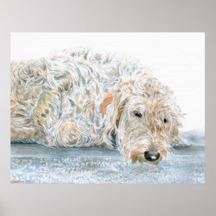 Poster Copie somnolente de Labradoodle