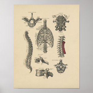 Poster Copie spinale vintage de l'anatomie 1880