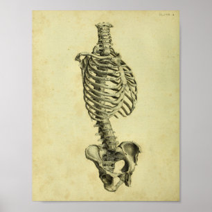 Poster Copie squelettique d'anatomie de 1824 humains