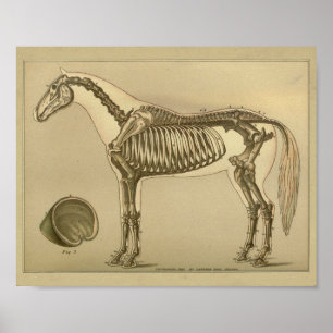 Poster Copie squelettique d'anatomie de cheval