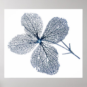 Poster Copie squelettique de ~ de fleur
