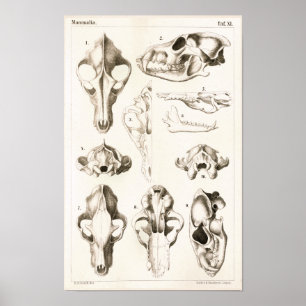 Poster Copie vétérinaire d'anatomie de crânes de loup et
