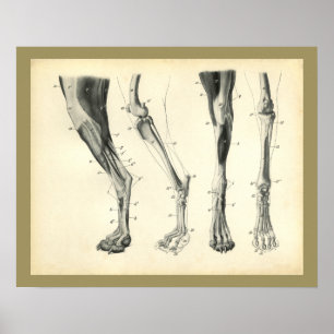 Poster Copie vétérinaire d'anatomie de muscle d'os de