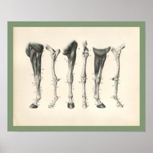 Poster Copie vétérinaire d'anatomie de muscle d'os de