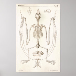 Poster Copie vétérinaire squelettique d'anatomie de batte