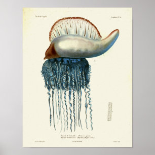 Poster Copie vintage bleue d'art de créatures de mer de