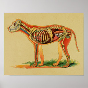 Poster Copie vintage d'anatomie canine de 1905 chiens