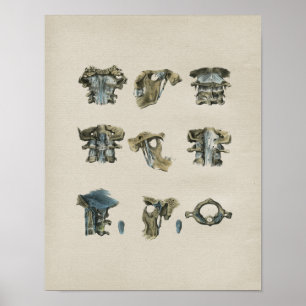 Poster Copie vintage d'anatomie cervicale humaine d'épine