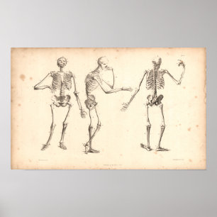 Poster Copie vintage d'anatomie de 1833 squelettes