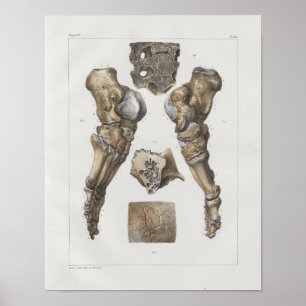 Poster Copie vintage d'anatomie de 1867 de pied os de