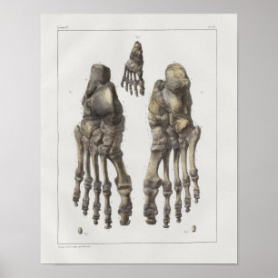 Poster Copie vintage d'anatomie de 1867 de pied os de