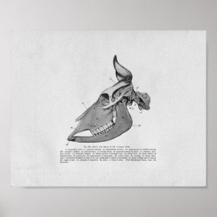 Poster Copie vintage d'anatomie de crâne de vache