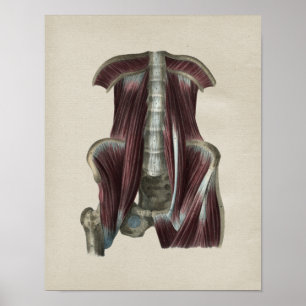 Poster Copie vintage d'anatomie humaine de muscles de