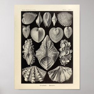 Poster Copie vintage d'art d'Acephala Ernst Haeckel