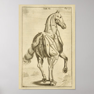 Poster Copie vintage d'art d'anatomie de muscle de cheval