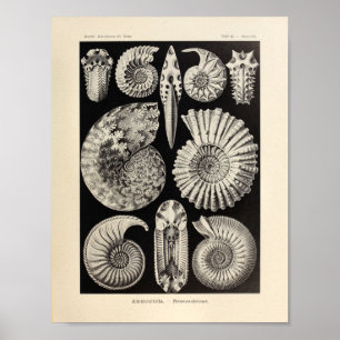 Poster Copie vintage d'art d'Ernst Haeckel de couleur