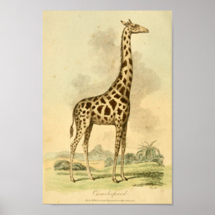 Poster Copie vintage d'art d'illustration de couleur de