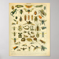Copie vintage d'art d'insecte de couleur