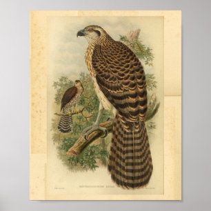Poster Copie vintage de couleur d'oiseau de l'autour de