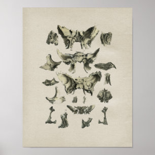 Poster Copie vintage de crâne d'anatomie humaine d'os