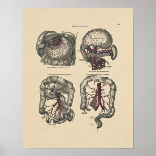 Poster Copie vintage de l'anatomie 1880 d'artère