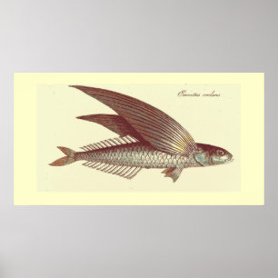 Poster copie vintage de poissons de vol