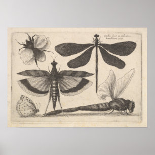 Poster Copie vintage d'entomologie d'insecte d'abeille de