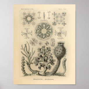 Poster Copie vintage d'Ernst Haeckel de couleur de