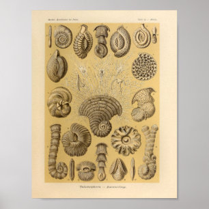 Poster Copie vintage d'Ernst Haeckel de couleur de