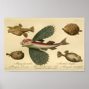 Poster Copie vintage d'histoire naturelle de poissons de