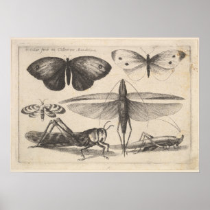 Poster Copie vintage d'insecte d'entomologie de