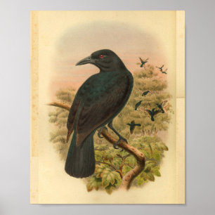 Poster Copie vintage d'oiseau de corneille de paradis