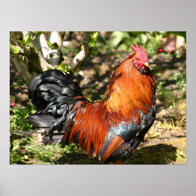 Poster coq (Devant)