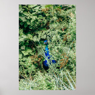 Poster Coq dans les buissons verts