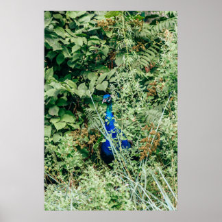 Poster Coq dans les buissons verts