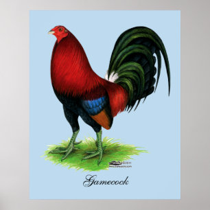 Poster Coq de combat :  Rouge foncé